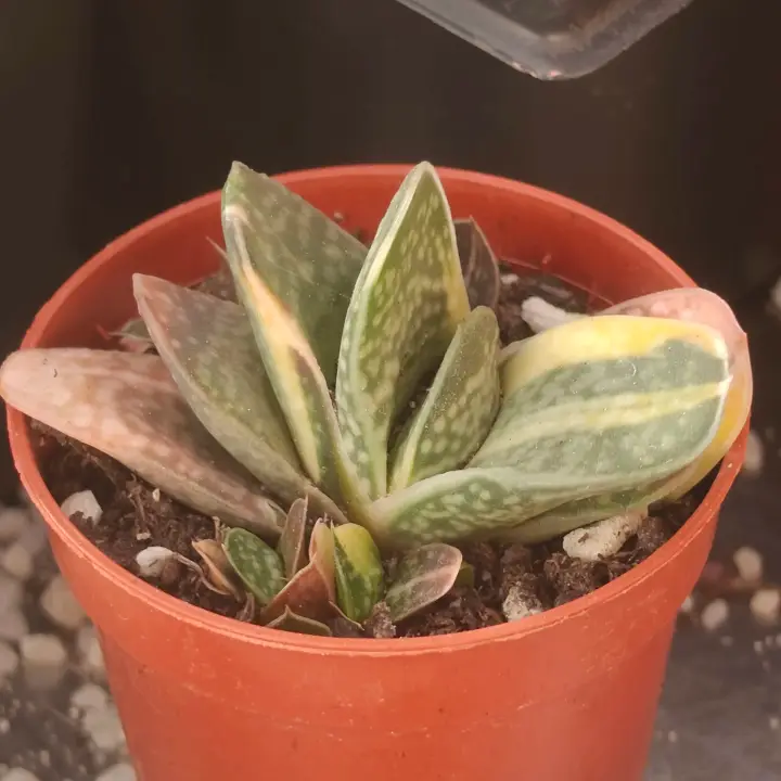Gasteria Glauca Variegata 1