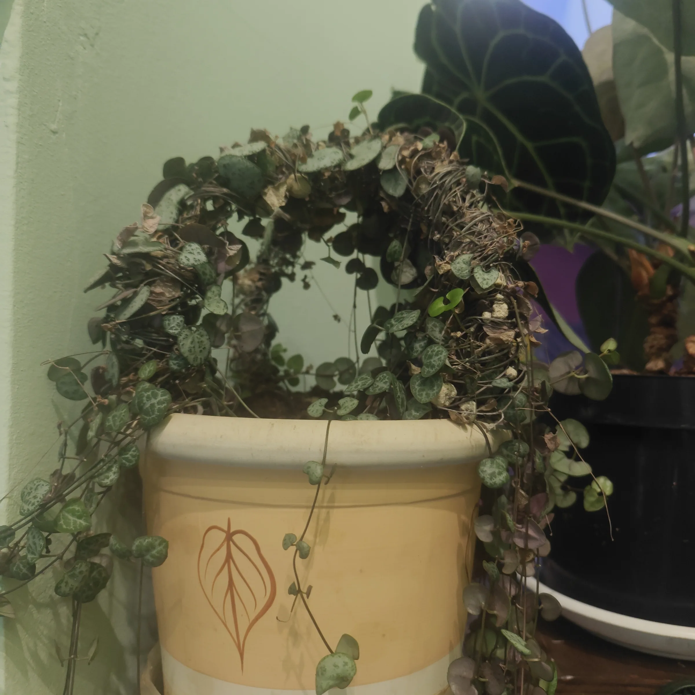 Ceropegia Woodii