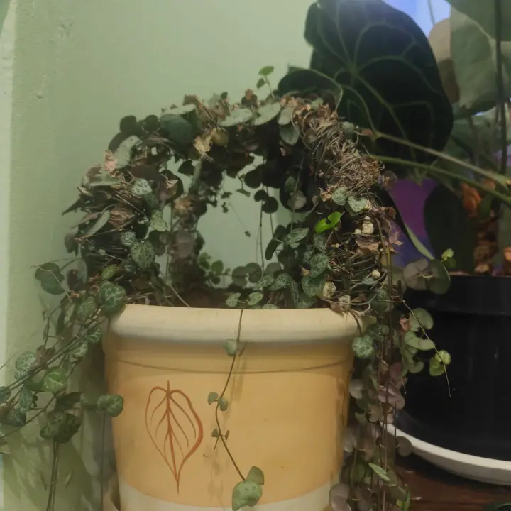 Ceropegia Woodii 1