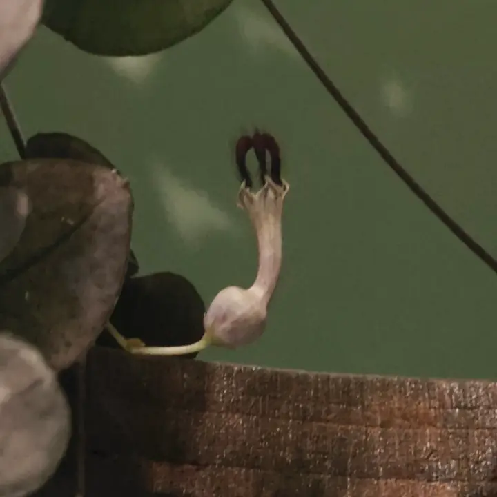 Ceropegia Woodii flor 1