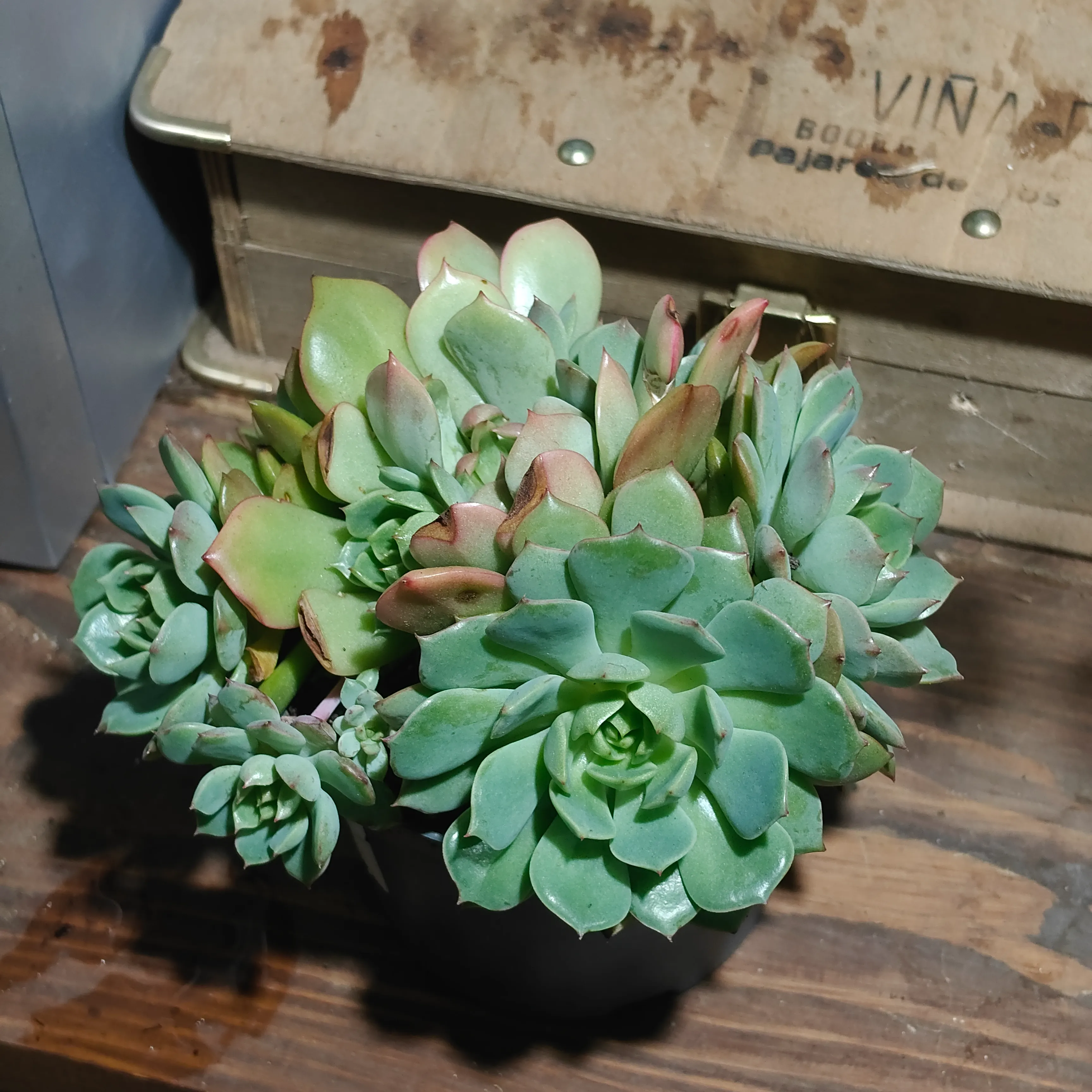 Echeveria Ramillete 3