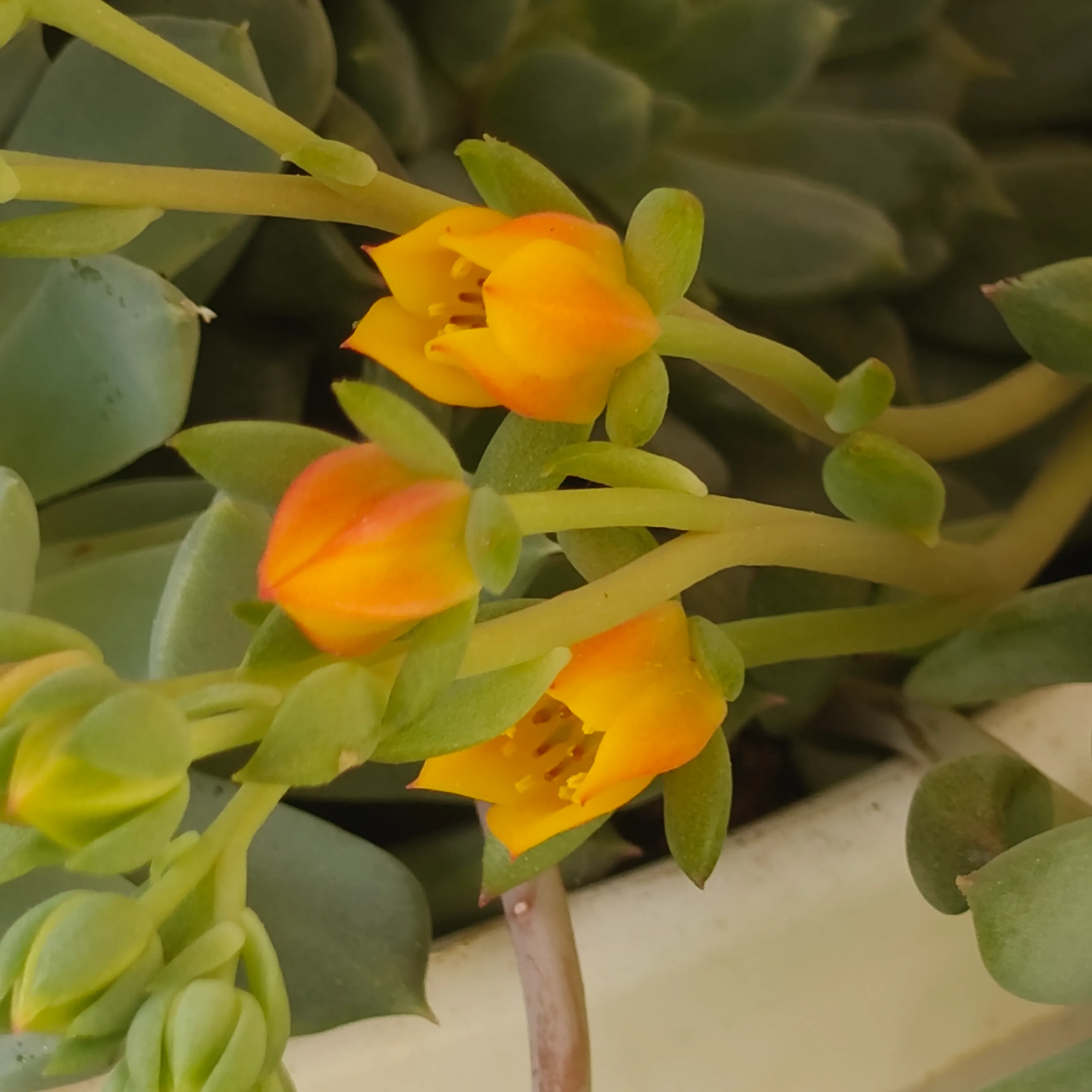 Echeveria Ramillete 6