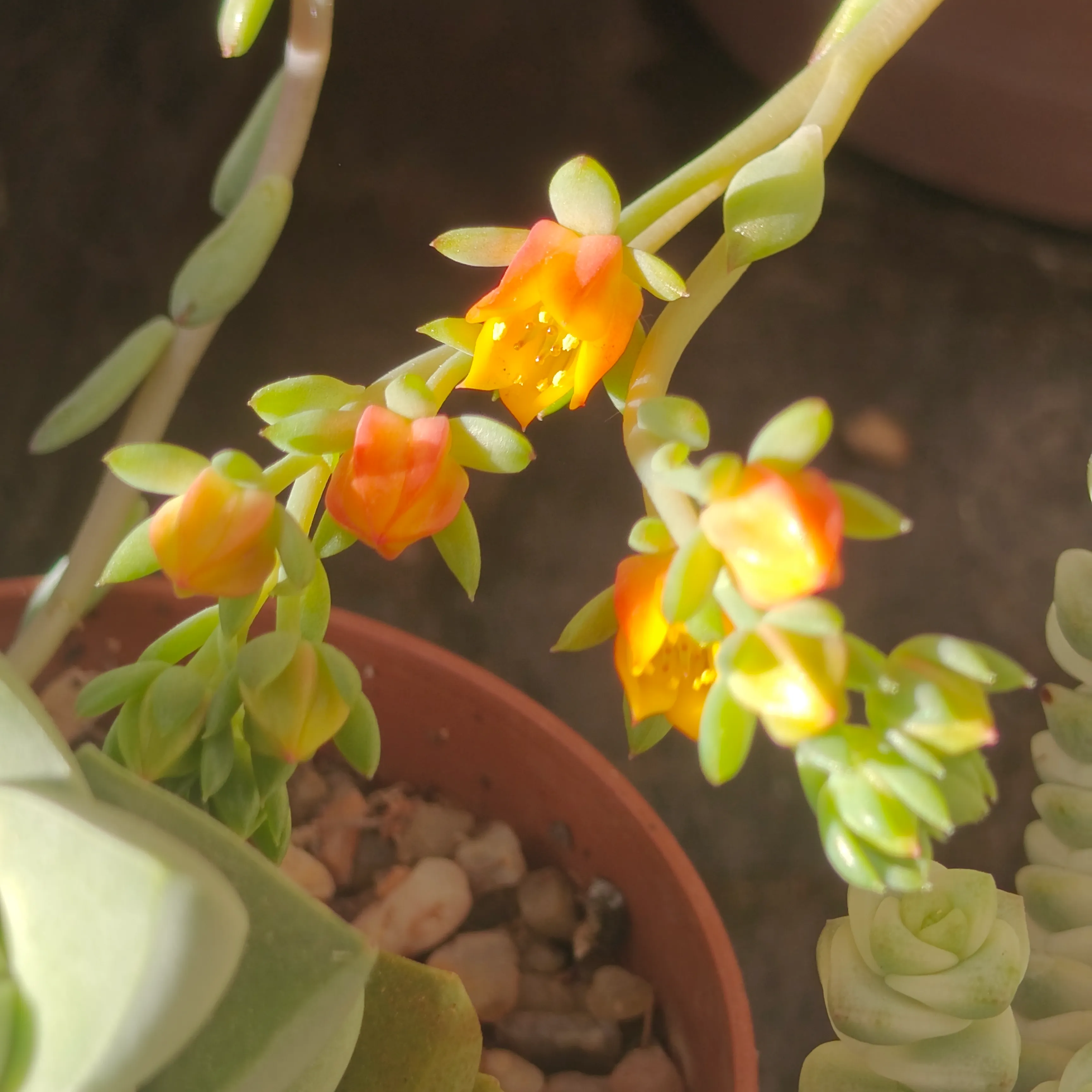 Echeveria Ramillete 7