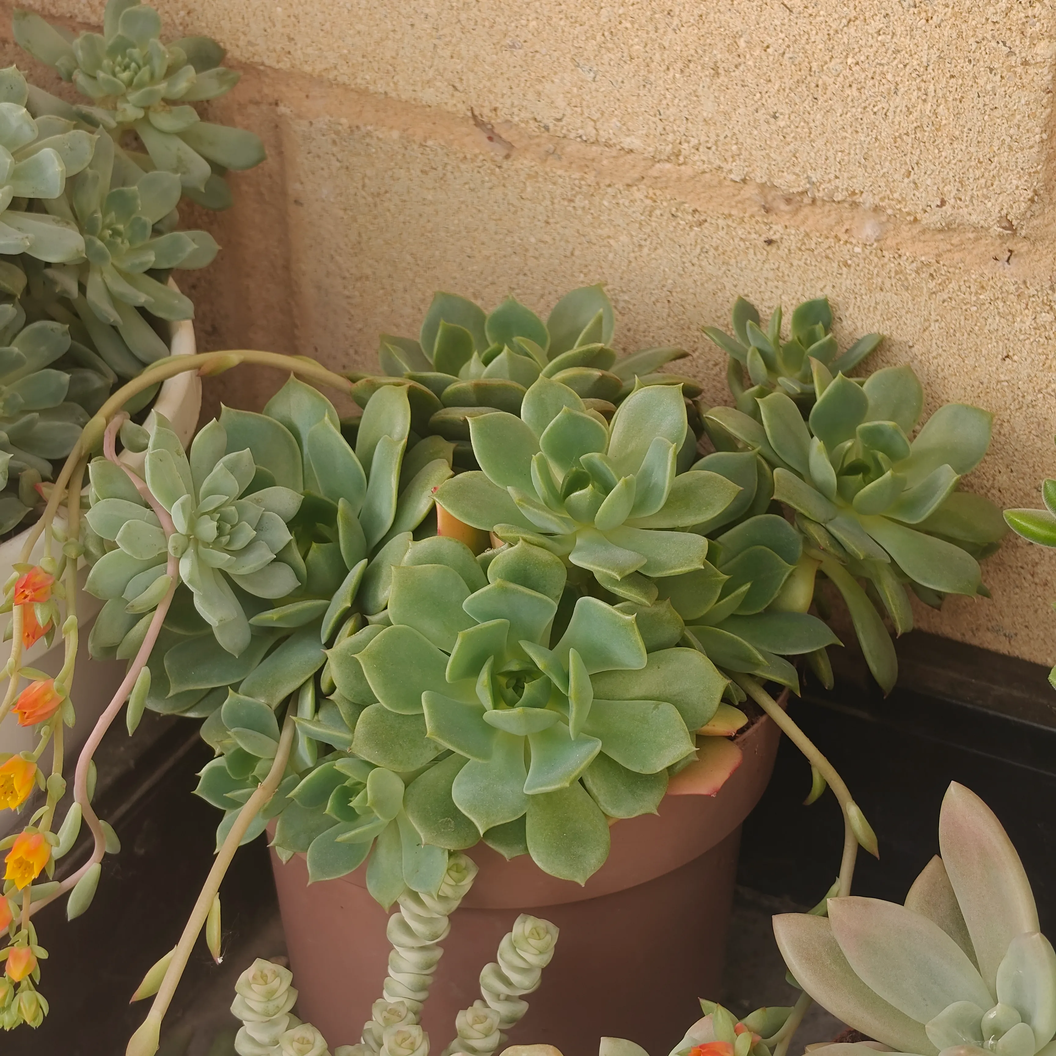 Echeveria Ramillete