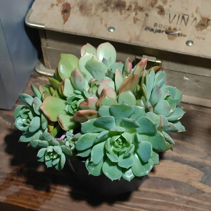 Echeveria Ramillete 3