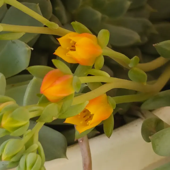 Echeveria Ramillete flor 3