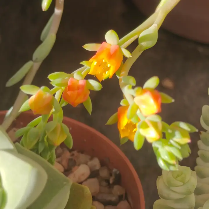 Echeveria Ramillete flor 4