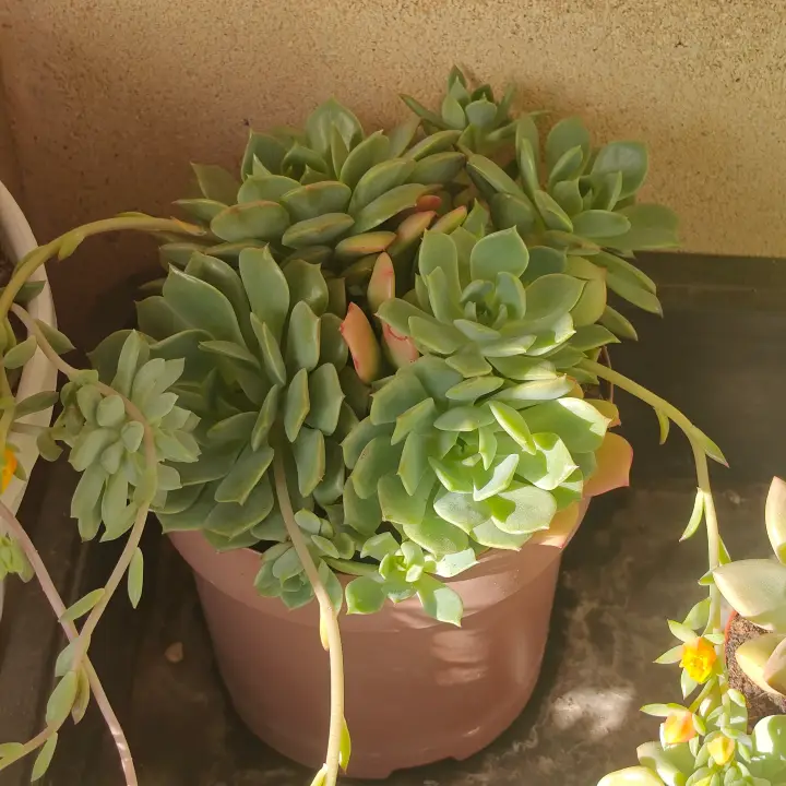 Echeveria Ramillete 2