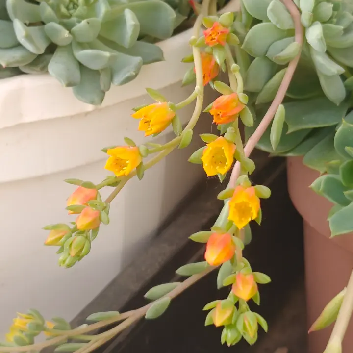 Echeveria Ramillete flor 1