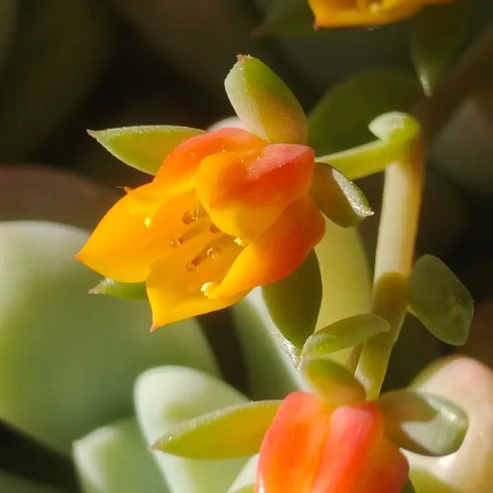 Echeveria Ramillete flor 2