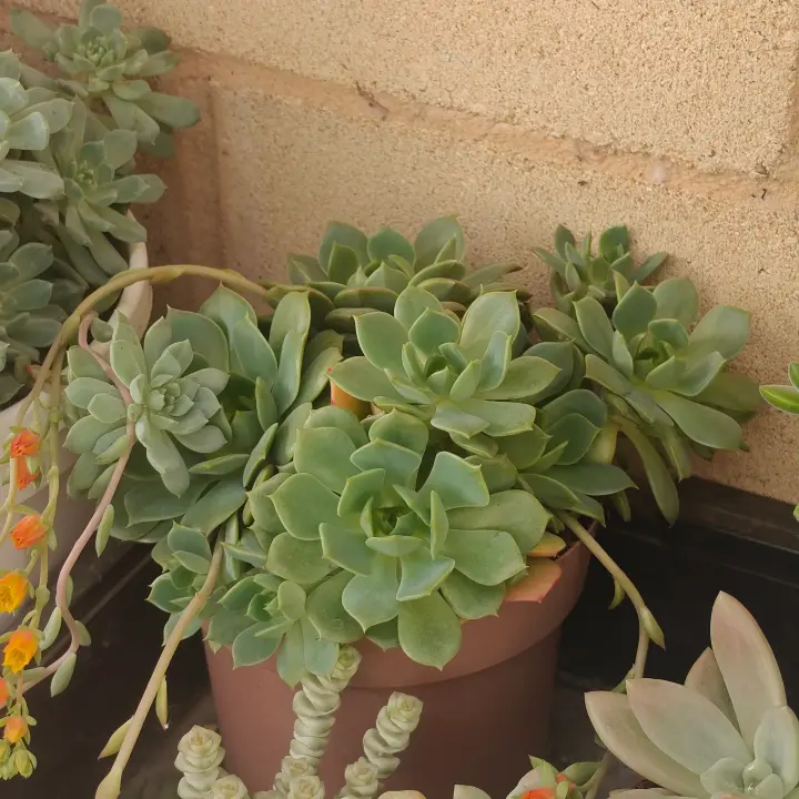 Echeveria Ramillete 1