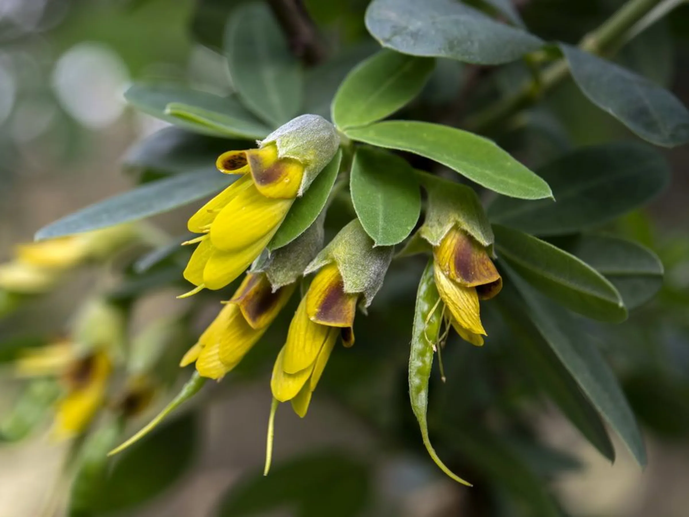 Anagyris foetida