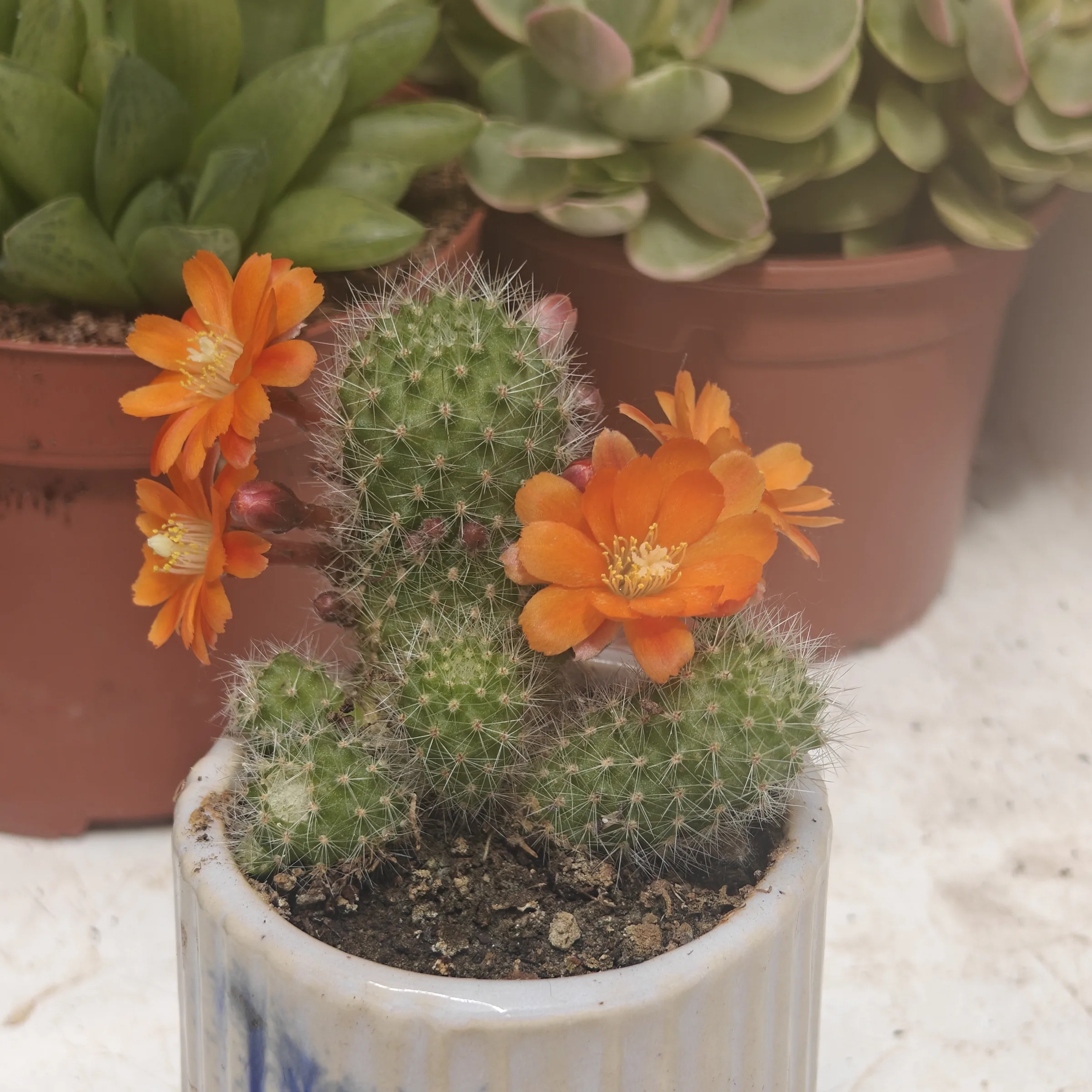 Rebutia Minutissima