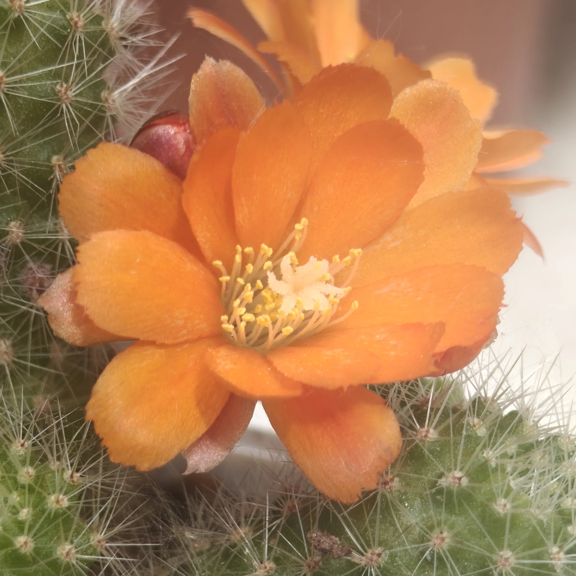 Rebutia Minutissima 4