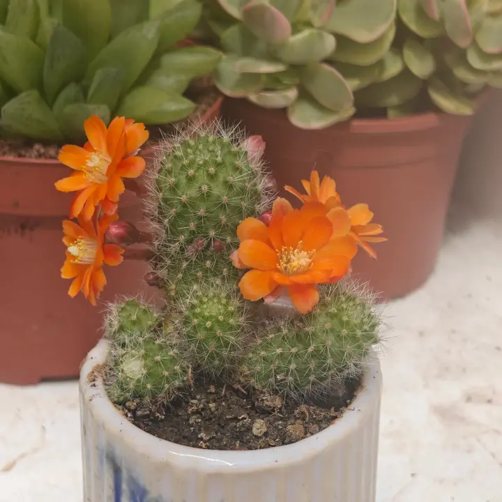 Rebutia Minutissima 1