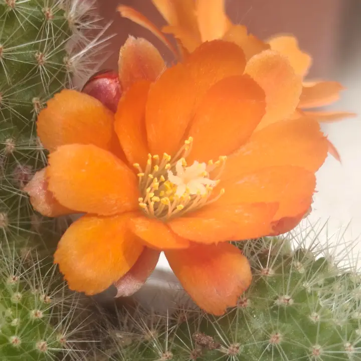 Rebutia Minutissima flor 1