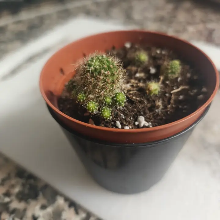 Rebutia Minutissima 3