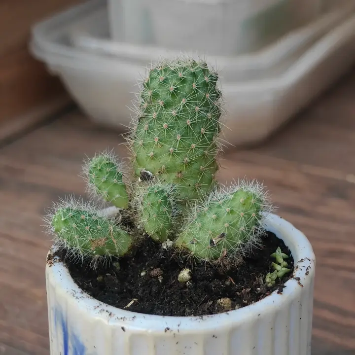 Rebutia Minutissima 2