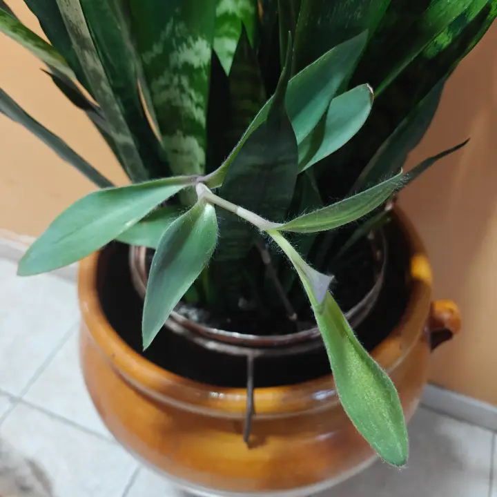 Tradescantia Pallida 2