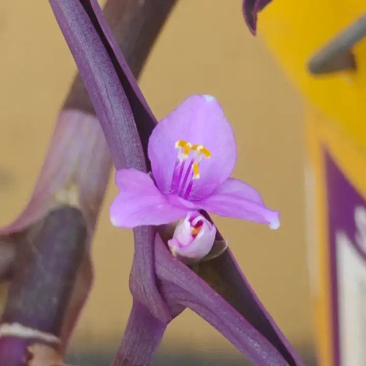 Tradescantia Pallida flor 1