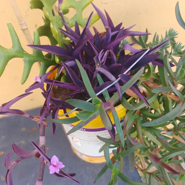 Tradescantia Pallida 1