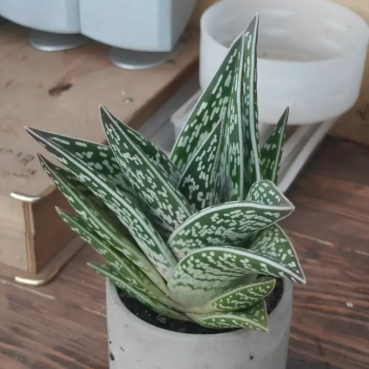 Aloe Variegata 1