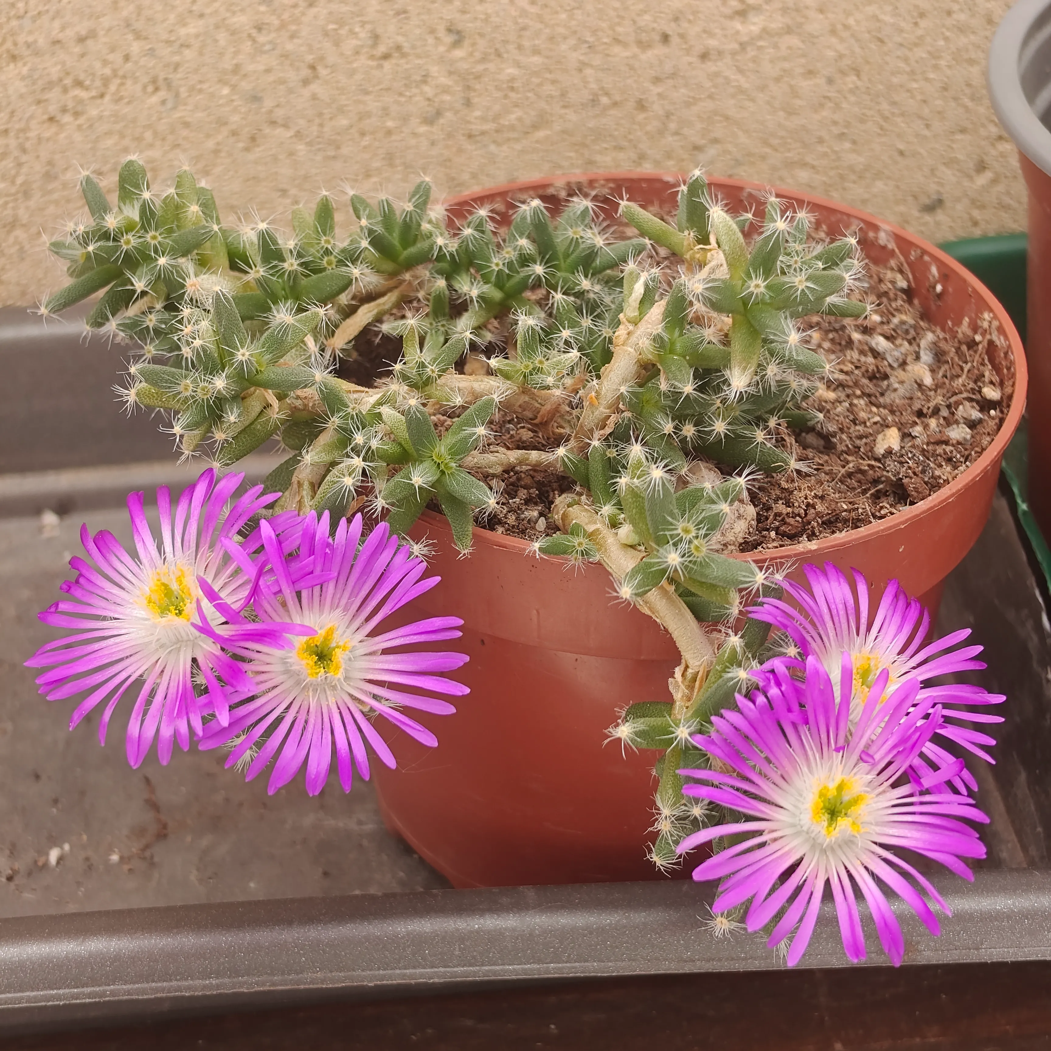 Trichodiadema Densum