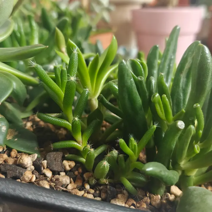 Trichodiadema Densum 3