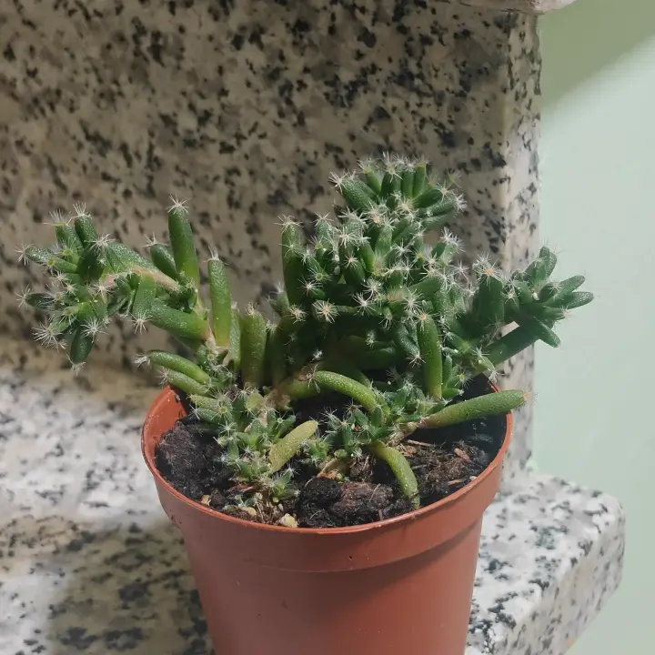 Trichodiadema Densum 2