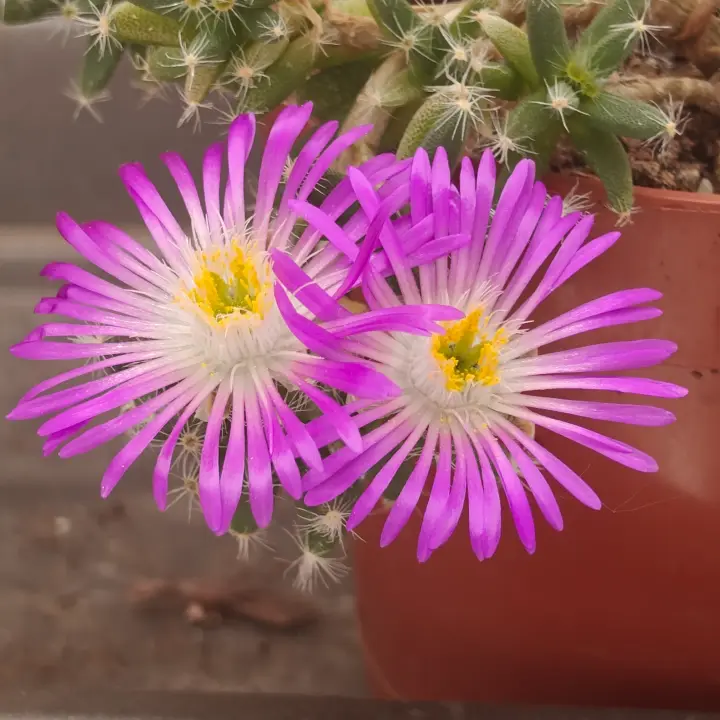 Trichodiadema Densum flor 1