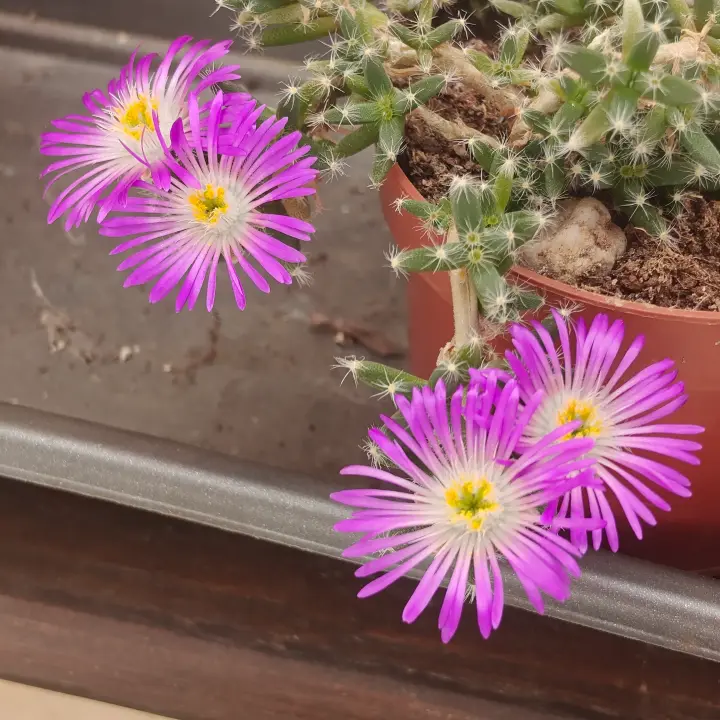 Trichodiadema Densum flor 2