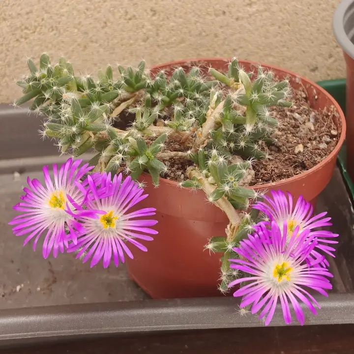 Trichodiadema Densum 1