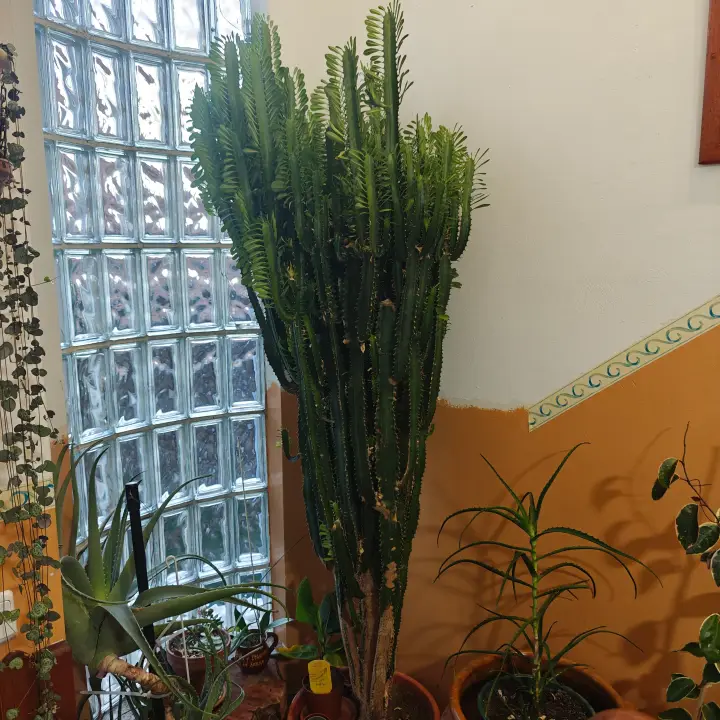 Euphorbia Trigona 1