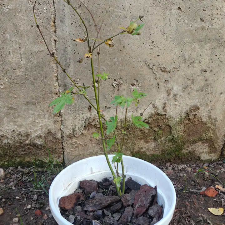 Acer Palmatum Orange Dream 1