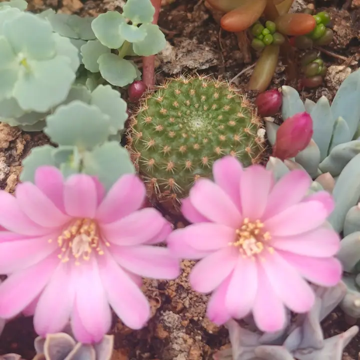 Aylostera perplexa 1