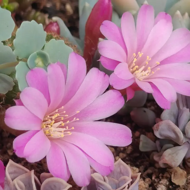 Aylostera perplexa flor 1