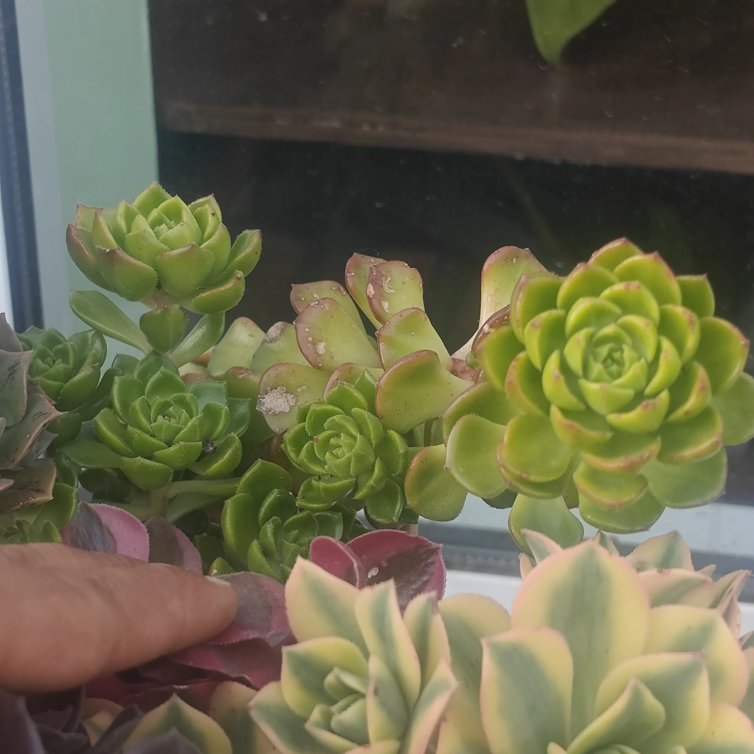 Aeonium castello-paivae