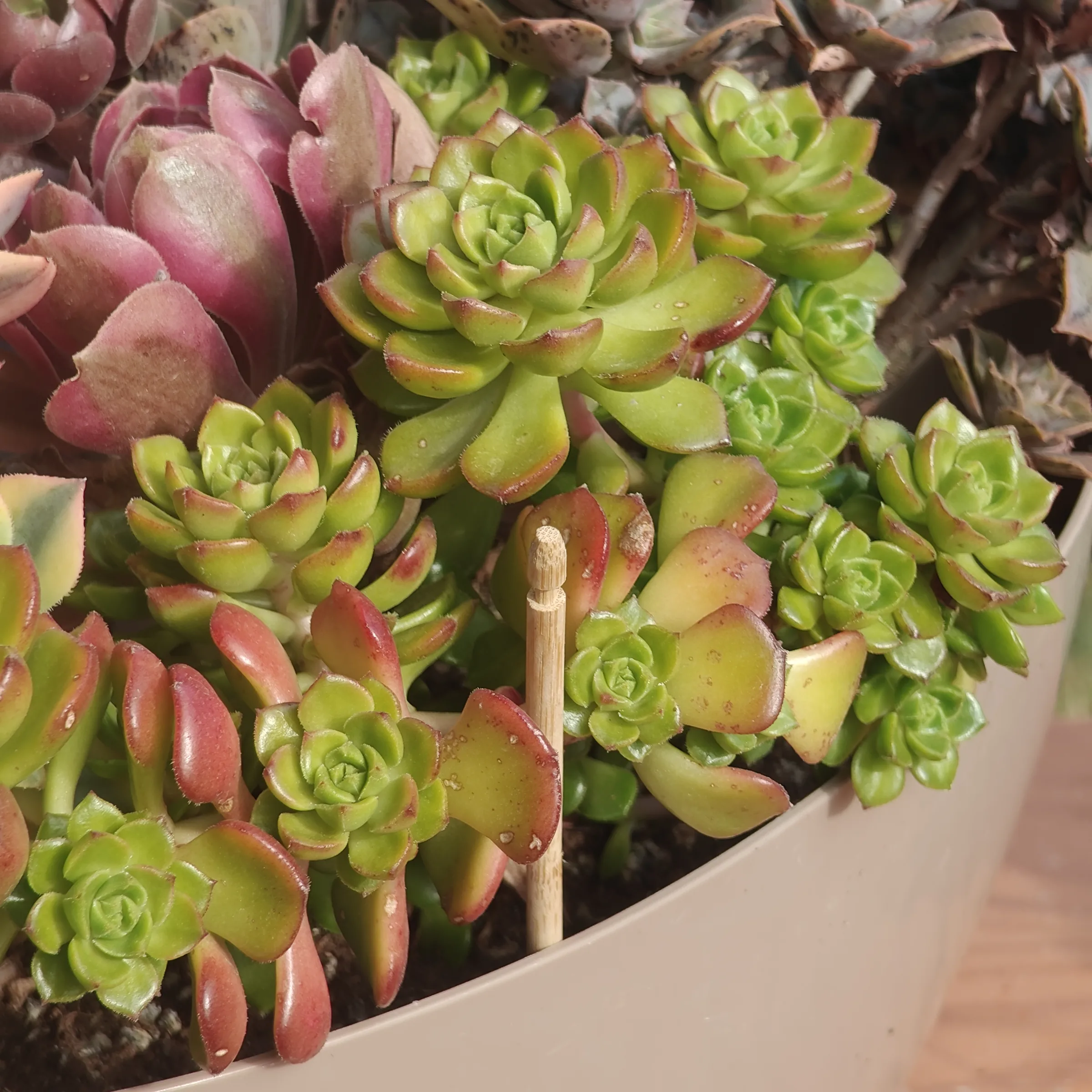 Aeonium castello-paivae
