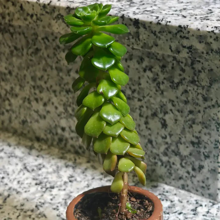 Aeonium castello-paivae 4