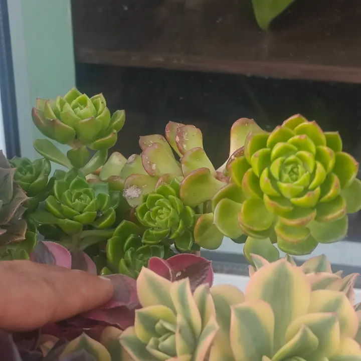 Aeonium castello-paivae 3