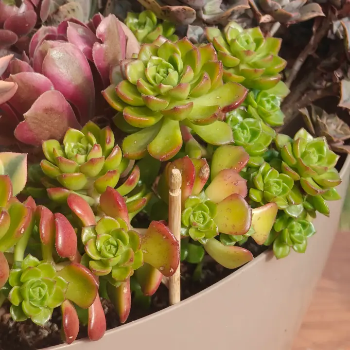 Aeonium castello-paivae 1