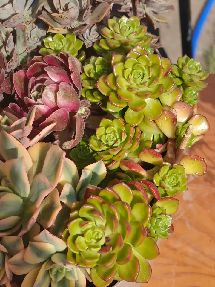 Aeonium castello-paivae 2