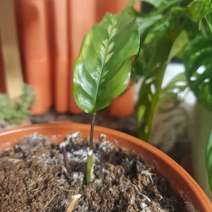 Calathea Louisae 1