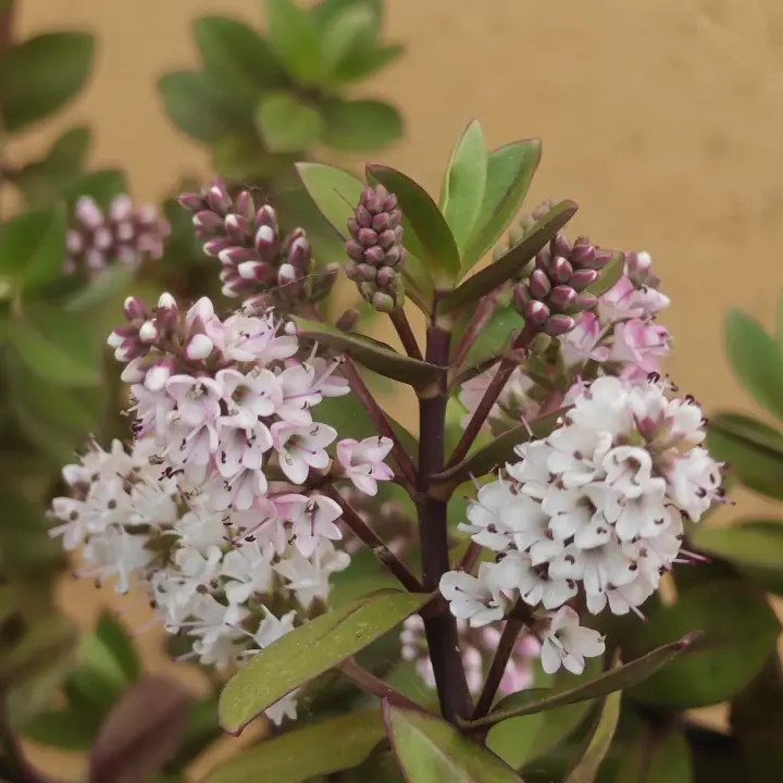 Veronica albicans flor 1