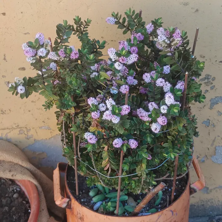 Veronica albicans 1