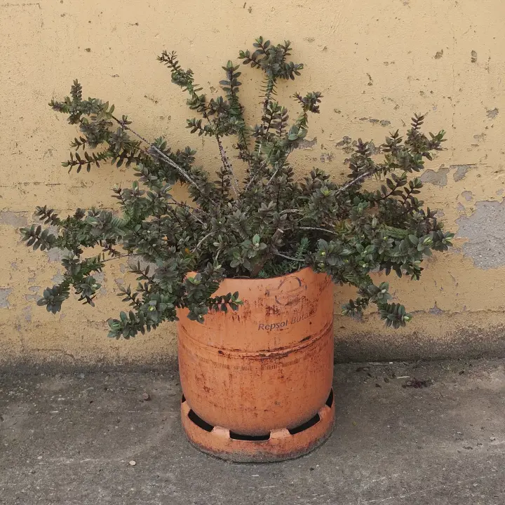 Veronica albicans 2