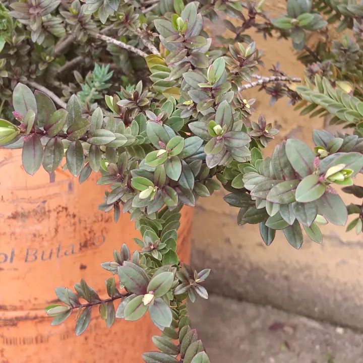 Veronica albicans 3
