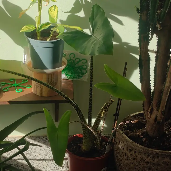 Alocasia zebrina 1