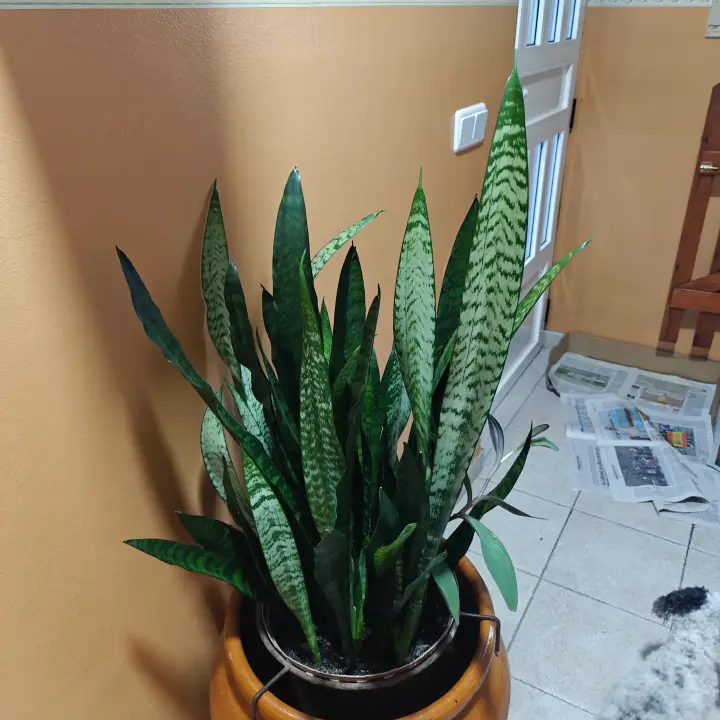 Sansevieria Zeylanica 1