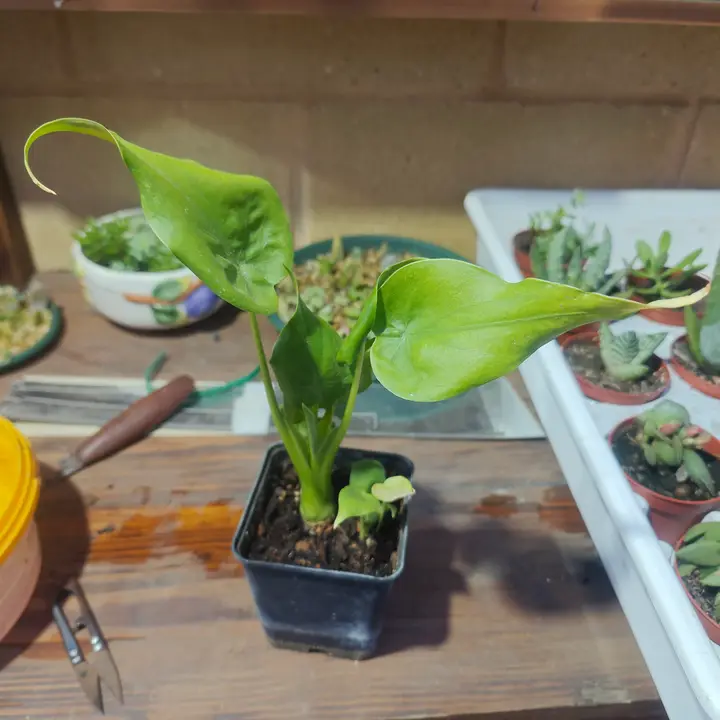 Alocasia cucullata 1